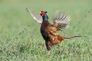 Fasan Phasianus colchicus Common Pheasant