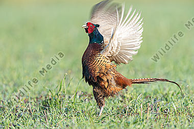 Fasan Phasianus colchicus Common Pheasant