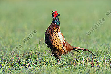 Fasan Phasianus colchicus Common Pheasant