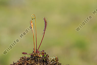 Sonnentau-langblättrig Drosera anglica Great sundew
