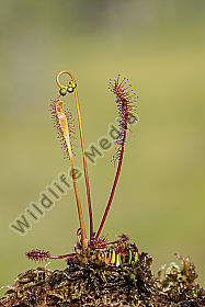 Sonnentau-langblättrig Drosera anglica Great sundew
