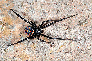 Schwarze Witwe Weibchen