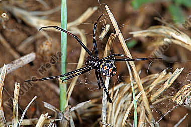 Schwarze Witwe Weibchen