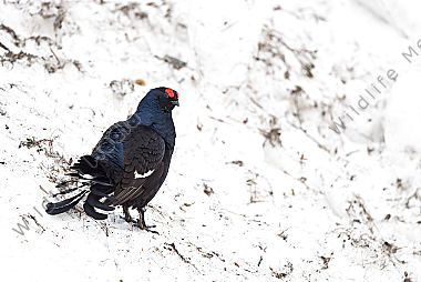 Balzender Birkhahn