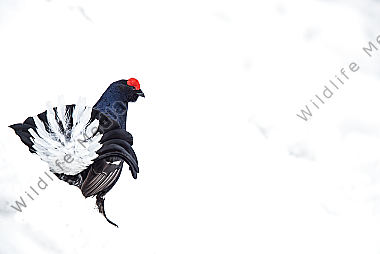 Balzender Birkhahn