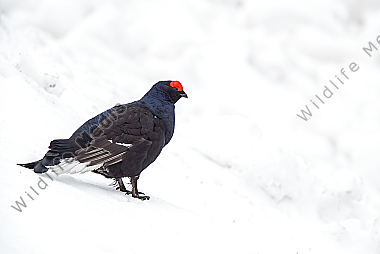 Balzender Birkhahn