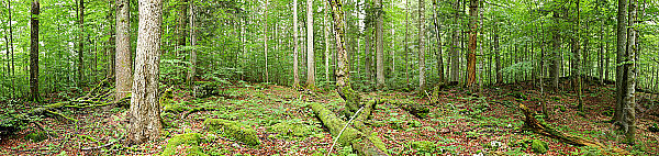 Europäischer Primärurwald Panorama