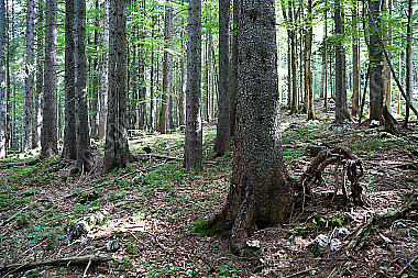 Dreizehenspecht Bruthöhle