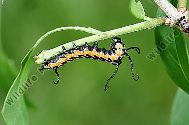 Sibirischer Brahmaspinner halberwachsene Raupe