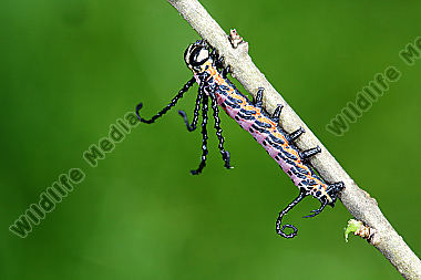 Sibirischer Brahmaspinner halberwachsene Raupe
