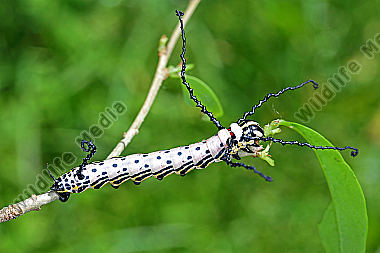 Sibirischer Brahmaspinner halberwachsene Raupe