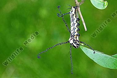Sibirischer Brahmaspinner halberwachsene Raupe