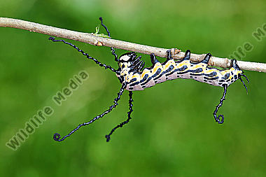 Sibirischer Brahmaspinner halberwachsene Raupe