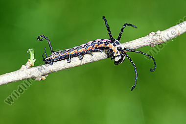 Sibirischer Brahmaspinner halberwachsene Raupe