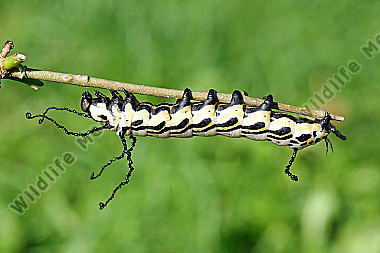 Sibirischer Brahmaspinner halberwachsene Raupe