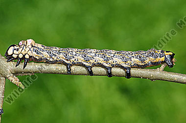 Sibirischer Brahmaspinner Raupe