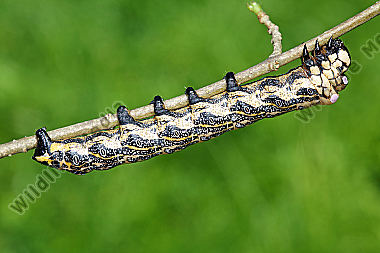 Sibirischer Brahmaspinner Raupe