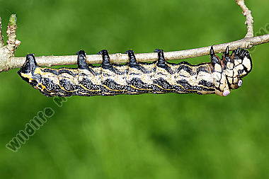 Sibirischer Brahmaspinner Raupe