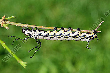 Sibirischer Brahmaspinner halberwachsene Raupe