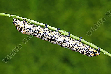Sibirischer Brahmaspinner Raupe