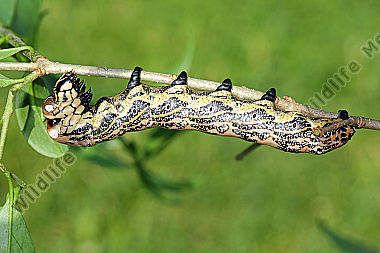 Sibirischer Brahmaspinner Raupe