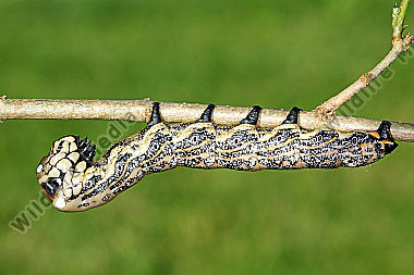 Sibirischer Brahmaspinner Raupe