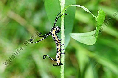 Sibirischer Brahmaspinner halberwachsene Raupe