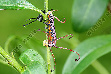 Sibirischer Brahmaspinner halberwachsene Raupe