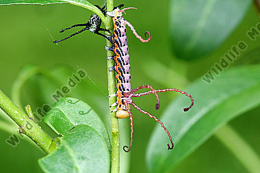 Sibirischer Brahmaspinner halberwachsene Raupe