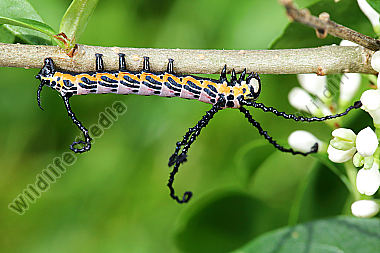 Sibirischer Brahmaspinner halberwachsene Raupe