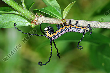 Sibirischer Brahmaspinner halberwachsene Raupe