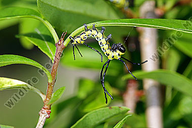 Chinesischer Brahmaspinner halberwachsene Raupe