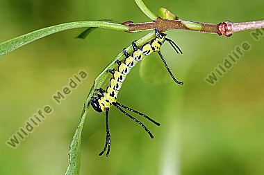 Chinesischer Brahmaspinner halberwachsene Raupe