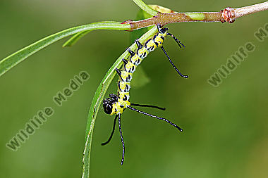 Chinesischer Brahmaspinner halberwachsene Raupe