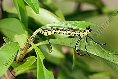 Chinesischer Brahmaspinner halberwachsene Raupe