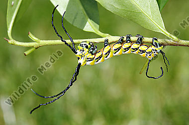 Chinesischer Brahmaspinner halberwachsene Raupe