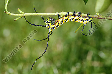 Chinesischer Brahmaspinner halberwachsene Raupe