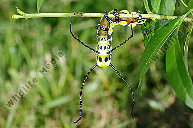 Chinesischer Brahmaspinner halberwachsene Raupe