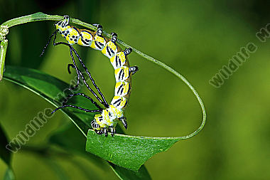 Chinesischer Brahmaspinner halberwachsene Raupe