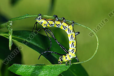 Chinesischer Brahmaspinner halberwachsene Raupe