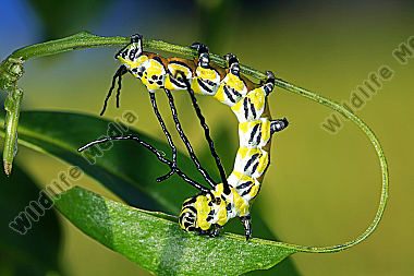 Chinesischer Brahmaspinner halberwachsene Raupe