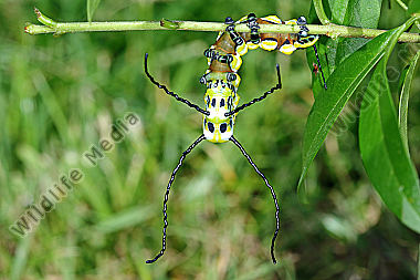 Chinesischer Brahmaspinner halberwachsene Raupe