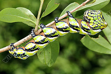 Chinesischer Brahmaspinner Raupe