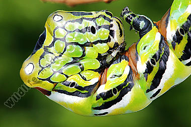 Chinesischer Brahmaspinner Raupe