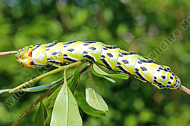 Chinesischer Brahmaspinner Raupe