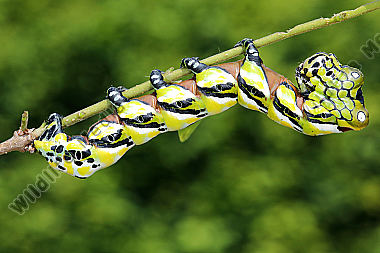 Chinesischer Brahmaspinner Raupe