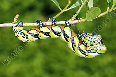 Chinesischer Brahmaspinner Raupe