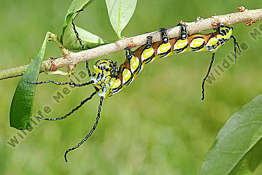 Chinesischer Brahmaspinner halberwachsene Raupe