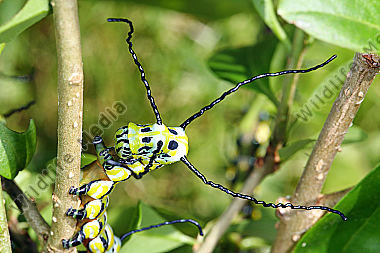 Chinesischer Brahmaspinner halberwachsene Raupe