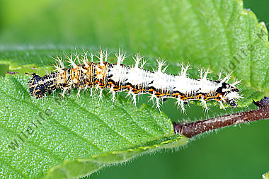 C-Falter Raupe
